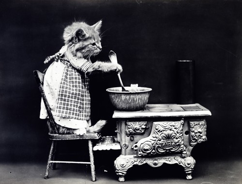 Vintage foto av en katt som bär en klänning