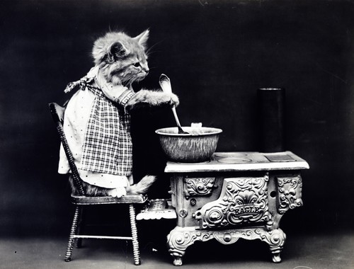 Vintage photo of a cat wearing a dress