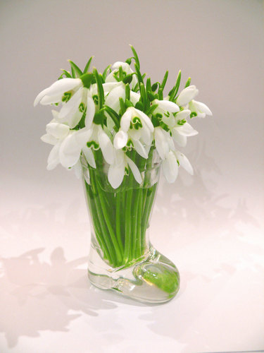 Snowdrops in vase