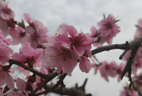 Flor de pêssego