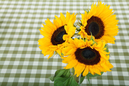 Cerca de girasoles en Jarrón