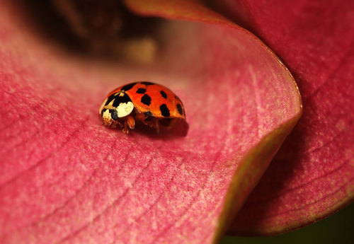 Uğur böceği petal üzerinde