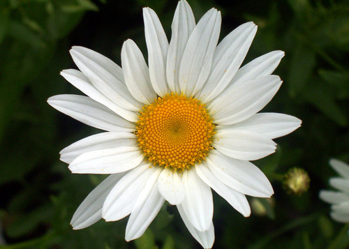 Witte margriet close-up