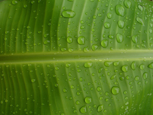 Banana Leaf