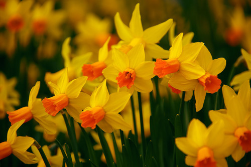 Blooming daffodils in garden