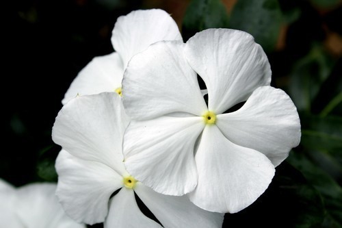 Beyaz çiçek sarı pistil ile