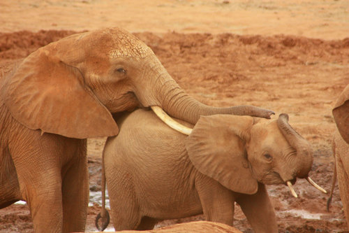 A young elephant with an adult one