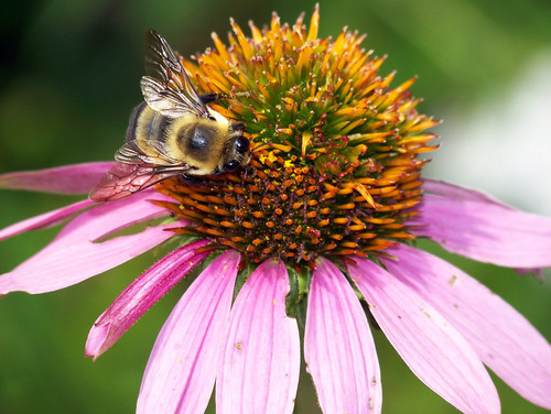 Bumblebee coneflower üzerinde