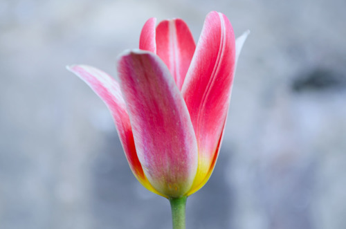 Cerca de cabeza de tulipán