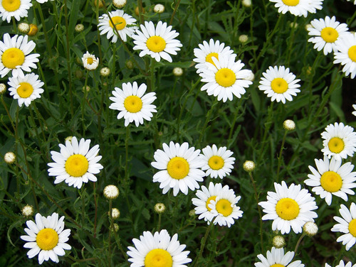 Daisy blooms in grass