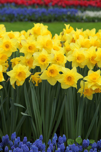 Spring daffodils in park
