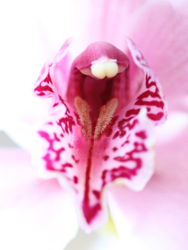 Orquídea hermosa de cerca