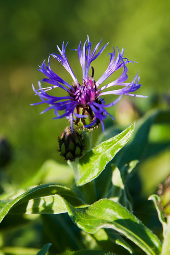 Cornflower plant on stalk