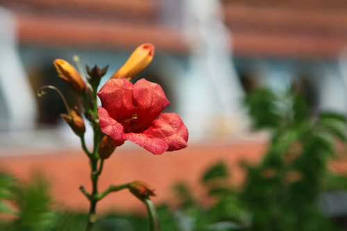 Floare floare roşie