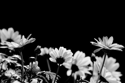 Photo noir et blanc de marguerites