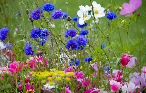 Vilda blommor på ängen