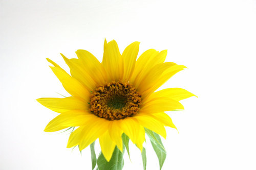 Blooming sunflower isolated