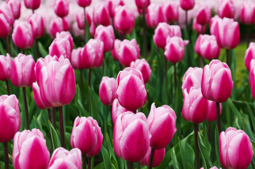 Groeiende tulpen in park