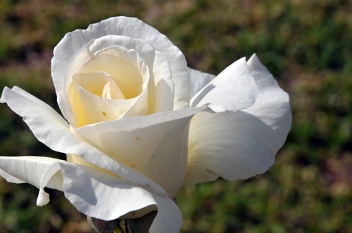 Single white rose outdoors