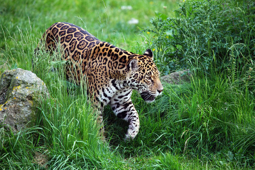 Onça-pintada na natureza verde