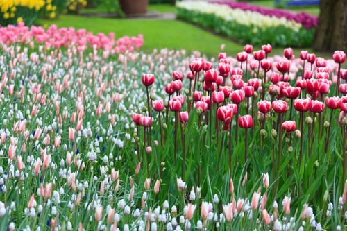 Flores desabrochando