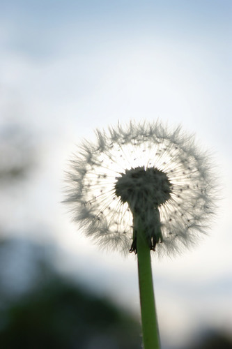 Dandelion selective focus