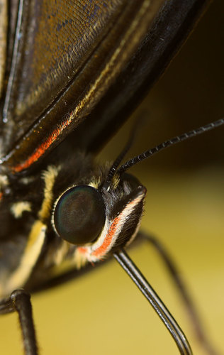 Бабочка Макро фото