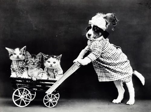 Klädd djur på vintage foto