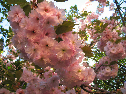 Foto a macroistruzione del fiore di ciliegia