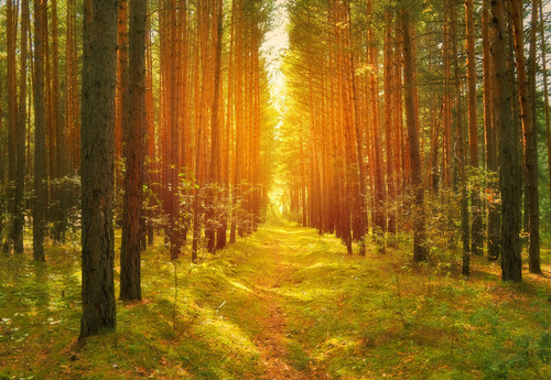Шлях у лісі