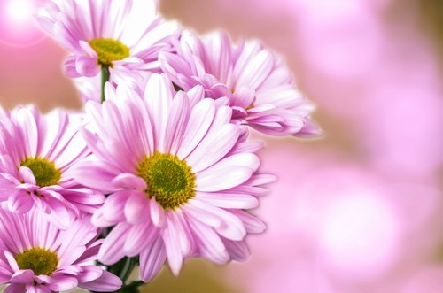 Marguerites mauves mise au point nette