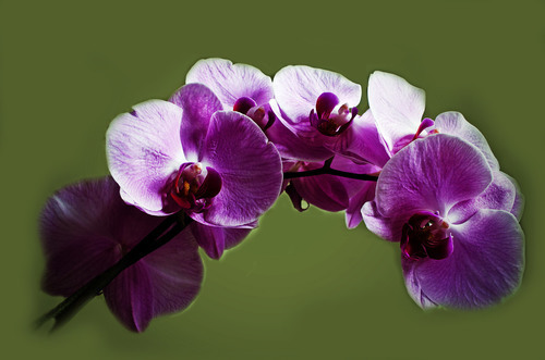 Фіолетовий орхідея