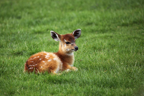 Young grey-brown fawn