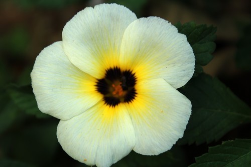Flower with dark center
