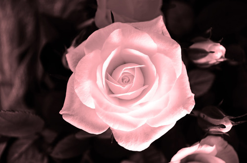 Delicate rose macro photo