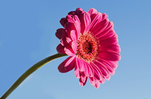 Flower on blue sky background