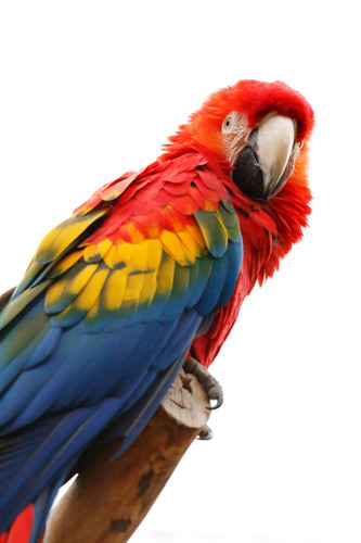 Barevný papoušek sedící na větvi