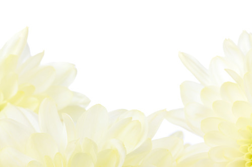 White Dahlias close up