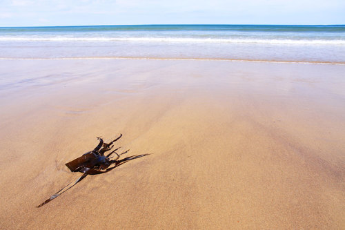 Kelp em uma areia