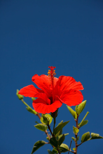 Red hibiscus on a sunny day