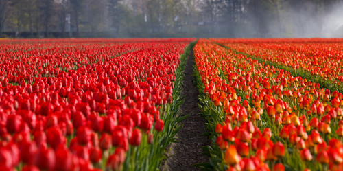 Filas del tulipán en campo