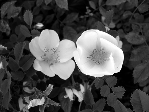 Floral fotografia monocromática