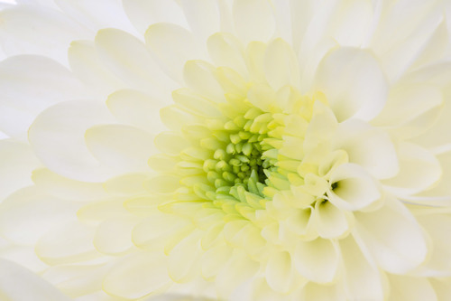 Macro photo of flower