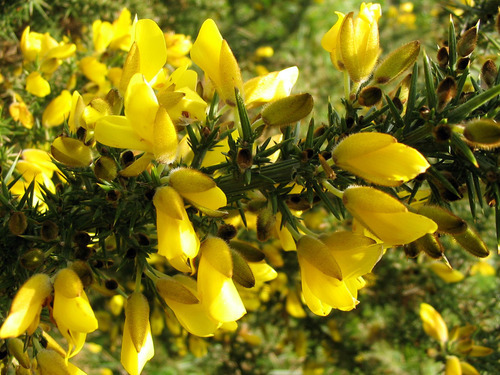 Gorse flowers in nature