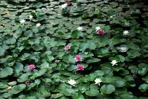 Water lilies floating