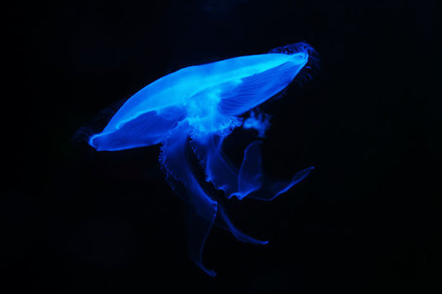 Moon jellyfish isolated on black