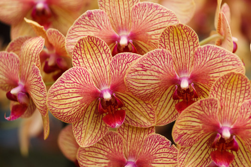 Orhideele rosii galbene