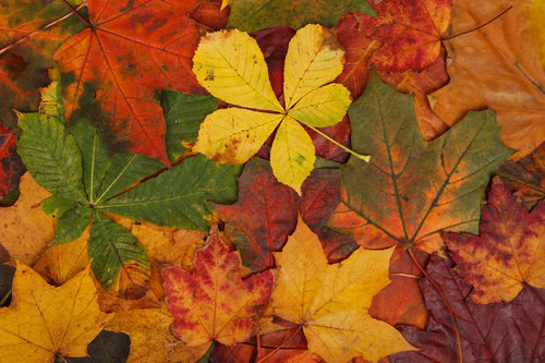 Fondo las hojas de otoño