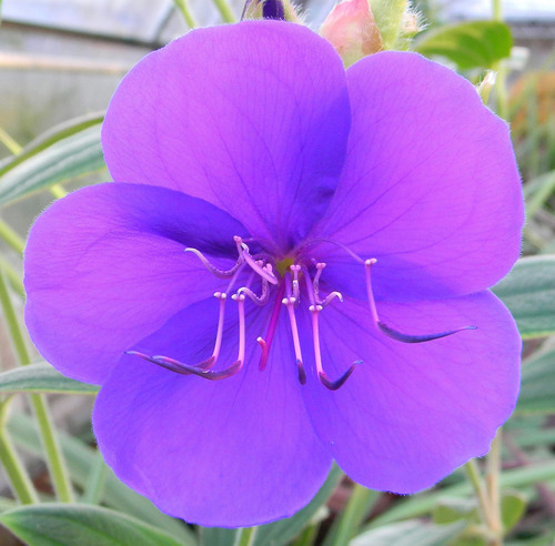 Foto macro de flor púrpura rara