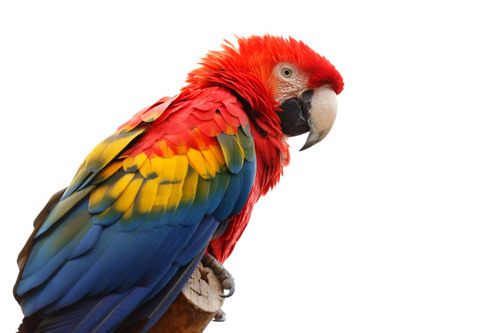 Photo of single Scarlet macaw